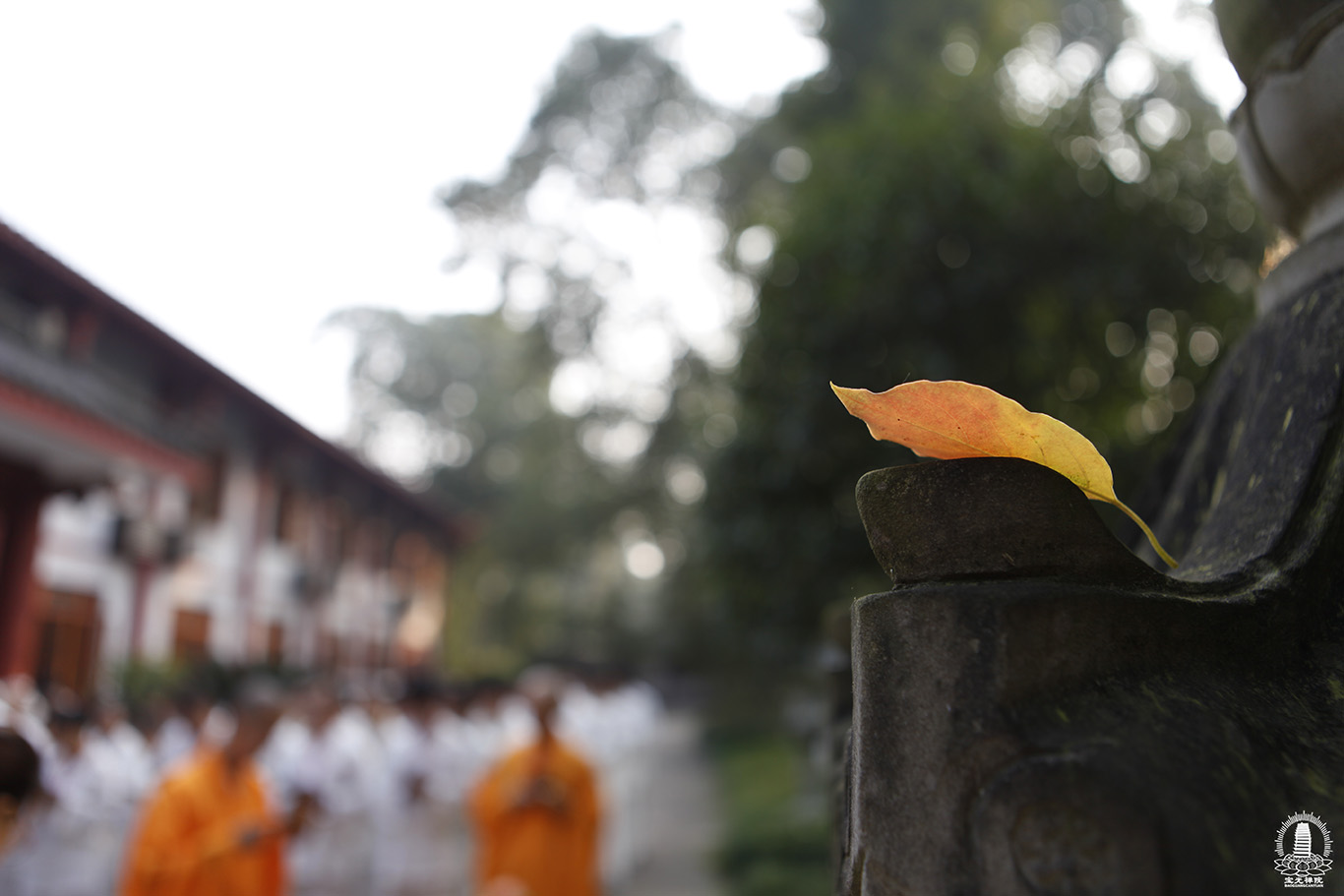 _MG_4220.JPG